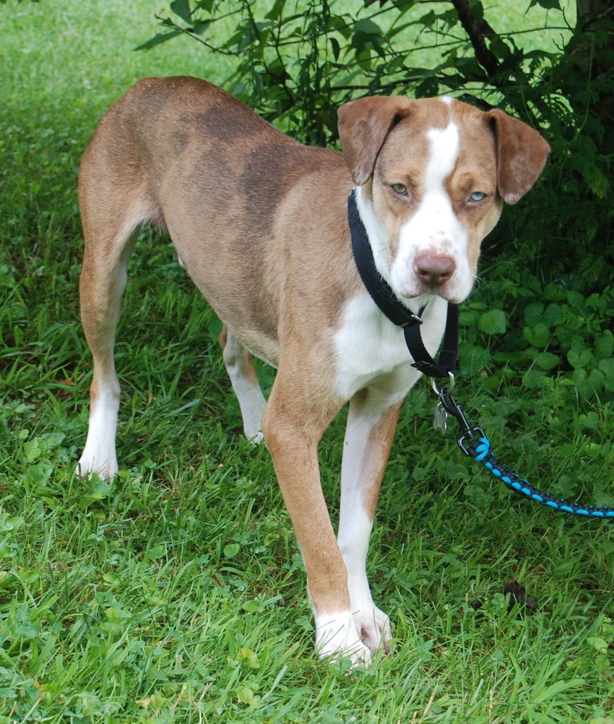 catahoula webbed feet