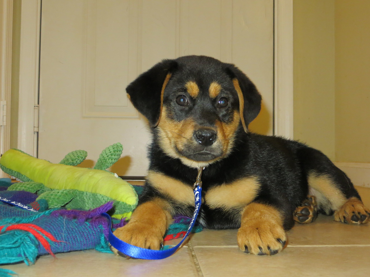 black and tan rottweiler