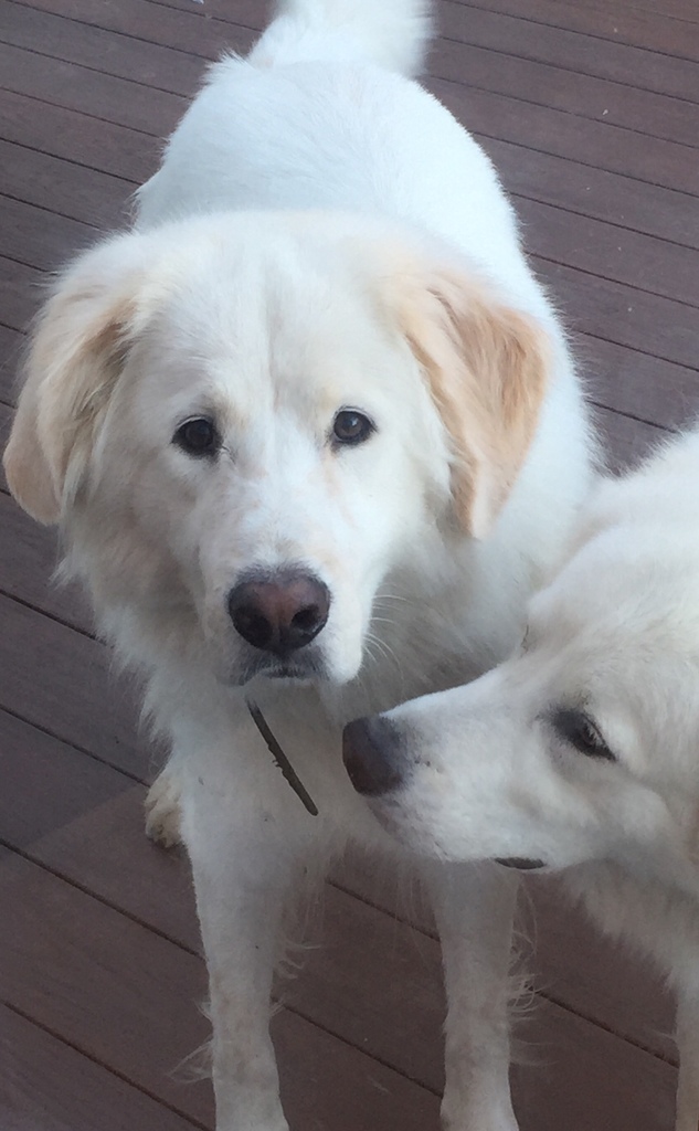 great pyrenees flat coated retriever mix