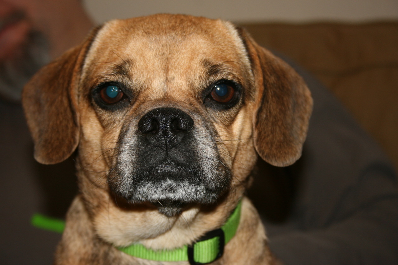 puggle dogs for adoption