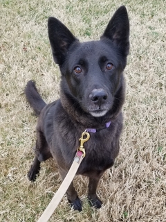 schipperke shepherd mix