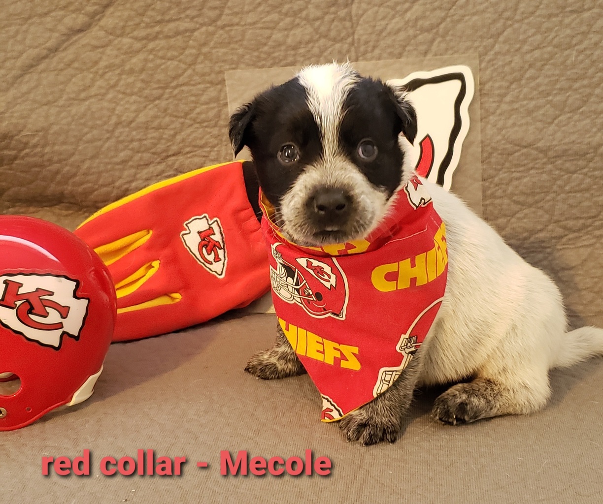 arrowhead puppy store