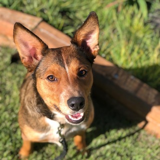 australian cattle dog sheltie mix