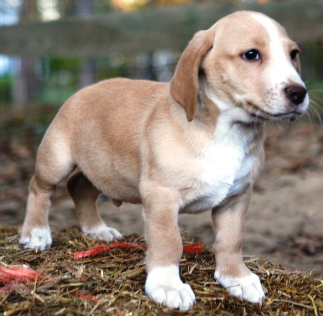 blonde basset hound