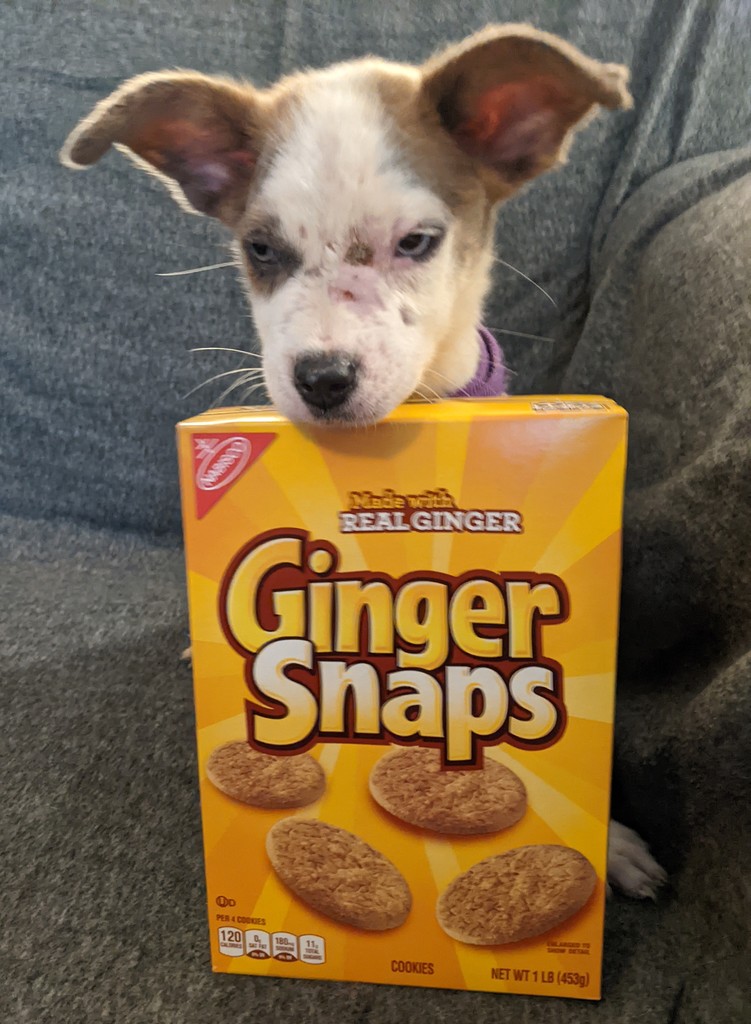 Can A Dog Have A Ginger Snap